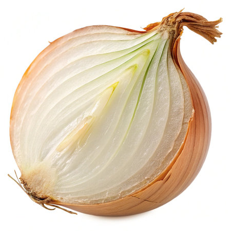 onion isolated on the white background. studio. photo icon.の素材
