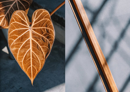 colocasia esculenta, african elephant ear, african elephant earの素材
