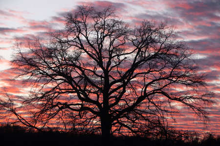 Large, bare oak in front of autumnal evening sky. High quality photo