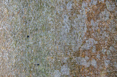Detailed view bark of a beech