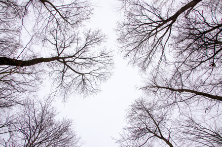 Upward View Bare Treetops in front of autumn skyの写真素材