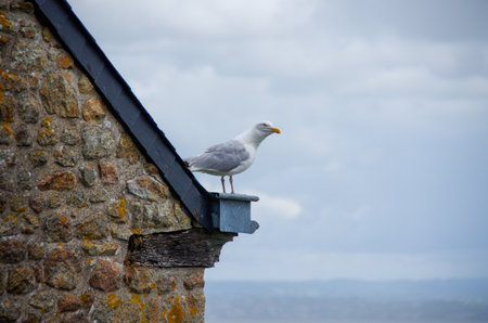 Seagull sits on roof of an old French stone house in Normandy, Mont St. Michelの写真素材