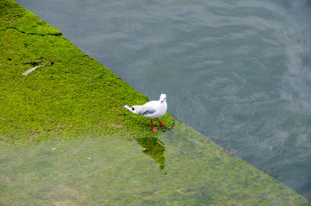 Seagull on algae-covered stone in front of water surface in normandy, Franceの写真素材