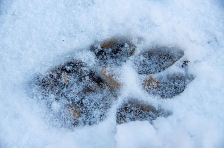 Paw print of a dog in the snowの写真素材