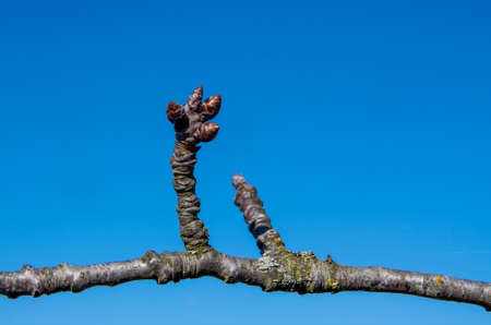 Detailed view of a bud on a cherry tree in February