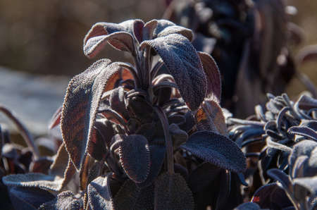 Close-up of a purple spice sage, salvia officinales purpurascensの写真素材