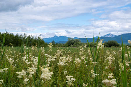 View into the Murnau moss with white-flowered flowers in the foreground and cloudy sky