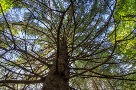 View from below into the canopy of a large coniferous treeの写真素材
