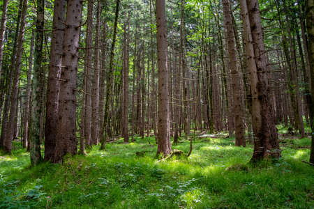 View of a light-flooded coniferous forest in springの写真素材