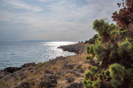 Rocky coast of the Croatian island of Pag in the sunlight, mediterranean vegetation in the foregroundの写真素材