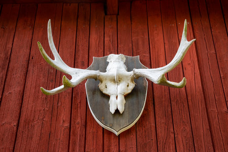 Antlers of a moose as a hunting trophy on a red wooden wallの写真素材
