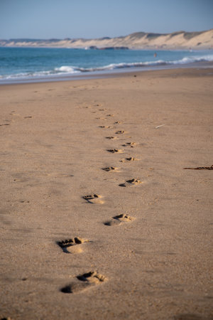 Footprints in the sand with the blue sea and dunes in the backgroundの写真素材