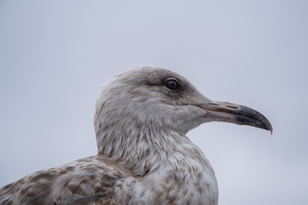 Closeup image of a seagulls head on a white backgroundの写真素材