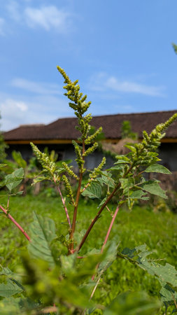 A close-up of an Amaranth plant growing in a field. The green plant stands out against the blurred...