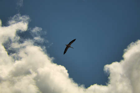 Stork silhouette flying at high altitude in a blue sky with clouds. Scientific name ciconia ciconia.の写真素材