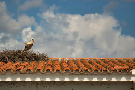 Stork standing on a nest on the roof of a house with the cloudy sky in the background. Scientific name ciconia ciconia.の写真素材
