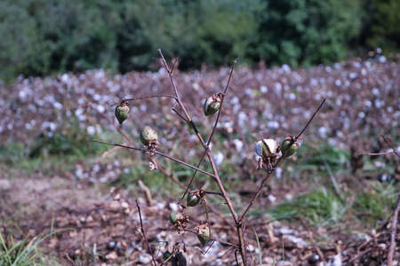 Organic cotton plant not yet flowering in a sustainable field. Scientific name: Gossypium.の写真素材