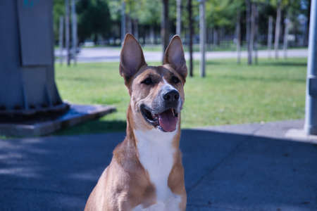 Portrait of a large mongrel dog with tan color and white chest. Concept pets, animals, crossbred dogs.の写真素材