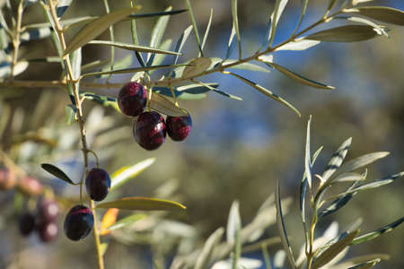 Several black olives in small bunches hanging from the branch of an olive tree. Concept oil, food, fruits, Mediterranean diet.の写真素材
