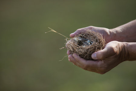 Detail of hands holding an empty bird's nest fallen from a tree. Concept nature, birds, eggs, nest. Selective focus on the nest.の写真素材