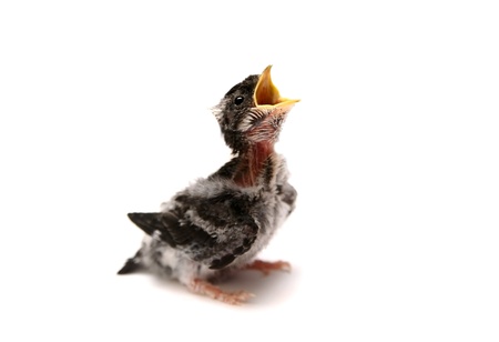 Baby bird of Sand Martin swallow  Riparia riparia  isolated on whiteの写真素材