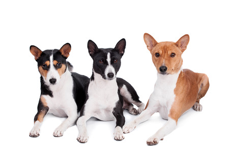 Three basenjis (tricolor, black and red color coats)の写真素材