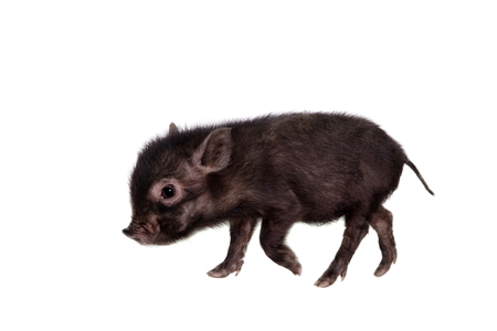 Little black piggy isolated on the white backgroundの写真素材