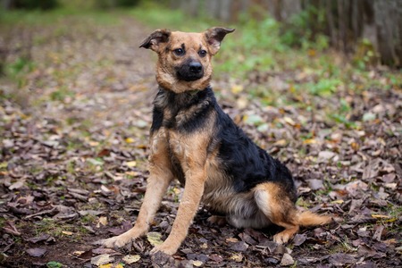 Mixed breed sdog sitting on leaves in the autumn forestの写真素材