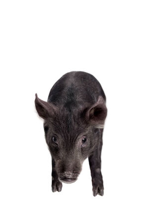 Little black piggy isolated on the white backgroundの写真素材