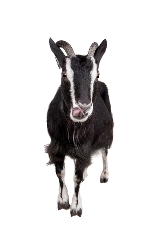 Toggenburg goat isolated on the white backgroundの写真素材