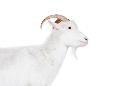 Goat standing up isolated on a white backgroundの写真素材