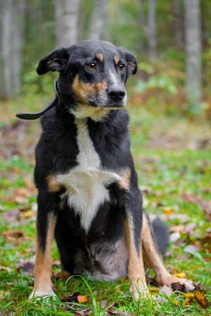 Mixed breed sdog sitting on leaves in the autumn forestの写真素材