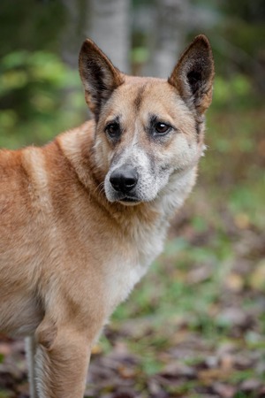 Mixed breed sdog sitting on leaves in the autumn forestの写真素材