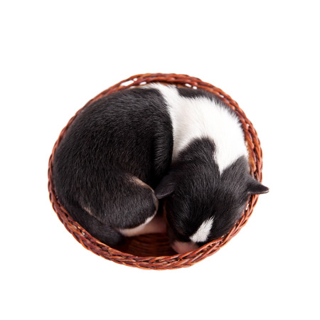 Newborn basenji puppy, 3 days, on whiteの写真素材