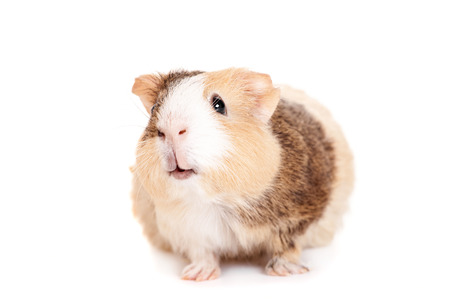 Guinea pig on a white
