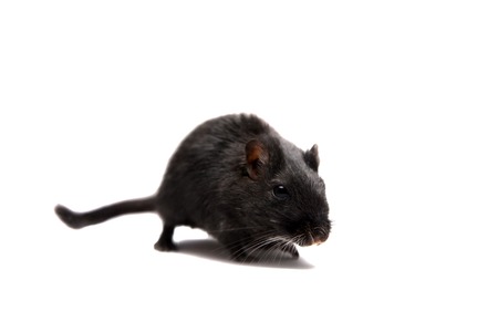 Black gerbil on whiteの写真素材