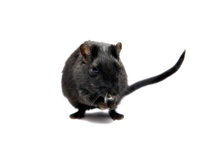 Black gerbil on whiteの写真素材