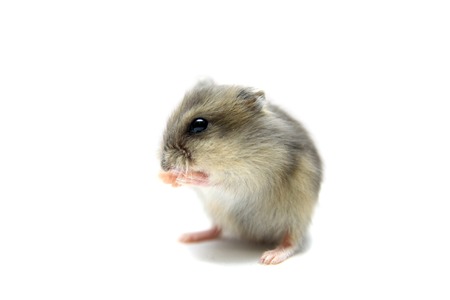 Djungarian Hamster, Phodopus sungorus, baby の写真素材