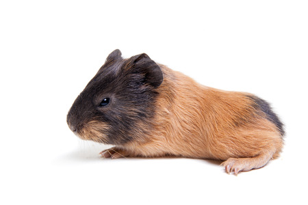 Guinea pig baby