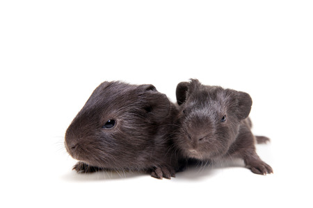 Two black Guinea pig babiesの写真素材