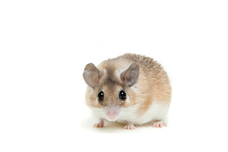Eastern or arabian spiny mouse, Acomys dimidiatusの写真素材