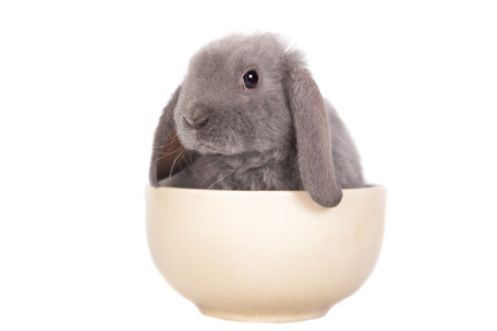 Grey lop-eared rabbit rex breedの写真素材