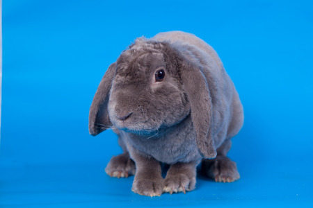 Grey lop-eared rabbit rex breed on blueの写真素材