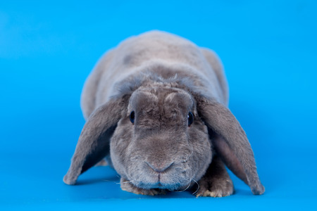 Grey lop-eared rabbit rex breed on blueの写真素材