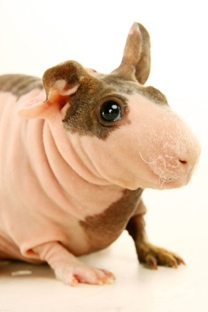 Hairless Guinea Pig isolated on whiteの写真素材