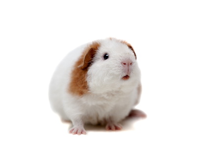 Teddy guinea pig, isolated on the white backgroundの写真素材