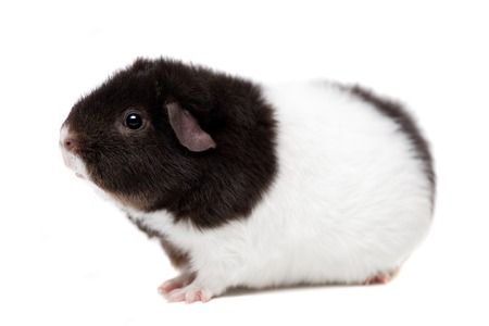 Teddy guinea pig, isolated on the white backgroundの写真素材