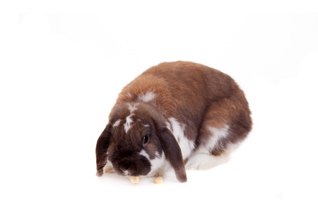 Lop-eared brown spotted rabbit isolated on white backgroundの写真素材