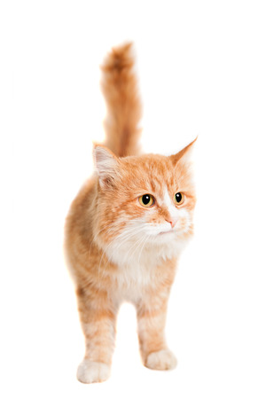 Ginger mixed breed cat on whiteの写真素材