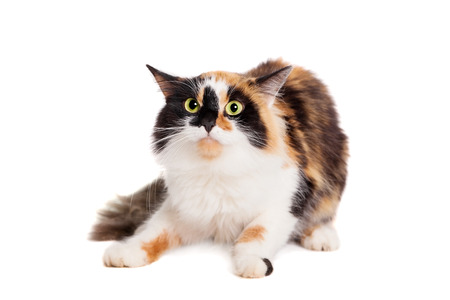 Beautiful mixed breed cat on whiteの写真素材